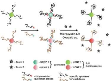 Figure 4. Dual fluorescent resonance energy transfer (FRET) aptasensor, developed by Wu et al