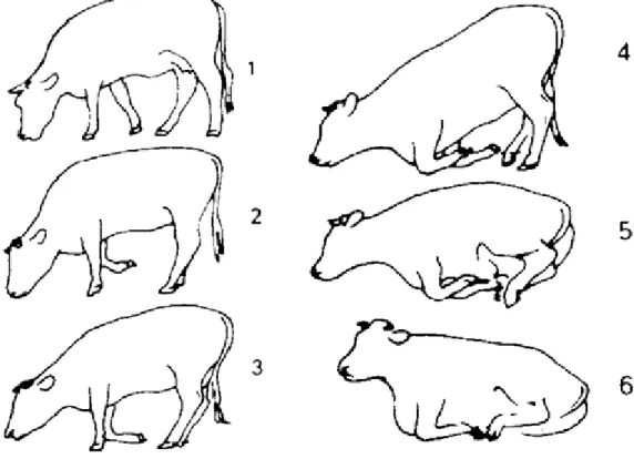 Figura  4  –  Sequência  de  movimentos  para  o  decúbito  de  uma  vaca  (adaptado  de  Schnitzer  1971)