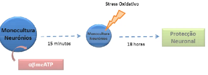 Gráfico 7 - Efeito do PPADS, em sistema de co BHP).  As  culturas  primárias  de  neurónios  hora são adicionadas várias concentrações de  co-culturas