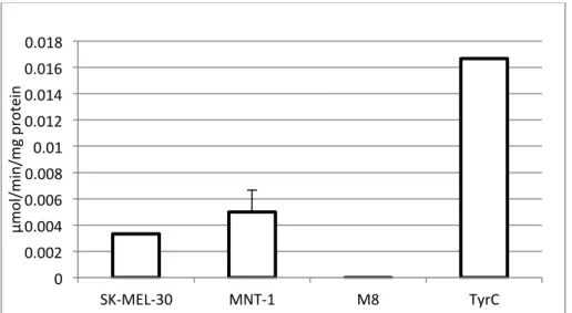 Figura 13 - Representação gráfica da actividade específica (U/mg) da enzima tirosinase de cada  linha  celular  estudada,  nomeadamente  SK-MEL-30,  MNT-1  e  M8