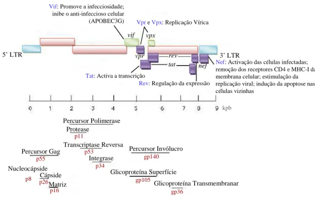 Figura  1.2  –  Representação  esquemática  do  genoma  do  HIV-2  e  descrição  da  função  das  proteínas  auxíliares e acessórias (adaptado de http://uhavax.hartford.edu/bugl/hiv.htm )