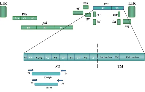 Figura 3.1 – Esquema representativo da estratégia de nested-PCR utilizada na amplificação do fragmento  de ADN