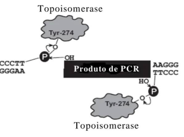 Figura  3.2  –  Esquema  representativo  do  processo  de  clonagem  em  pCR  4Blunt-TOPO  ,  mediado  pela  enzima topoisomerase I (adaptado de: www.invitrogen.com)