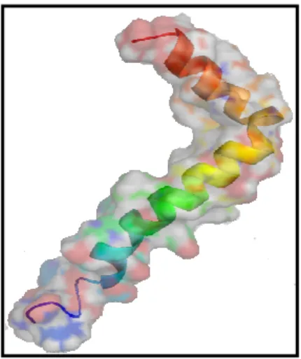 Figura 3. Superfície e estrutura secundária de beta amilóide  