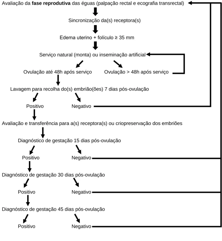 Figura  12:  Esquema  das  actividades  de  transferência  de  embriões  desenvolvidas  na  exploração e na Faculdade de Medicina Veterinária 