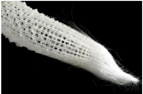 Figure 3. The dried siliceous skeleton of the deep-sea glass sponge, Euplectella. 