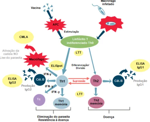 Figura 3 - Mecanismos da resposta imunitária e testes de avaliação aplicados (adaptado de  Virbac, 2011)
