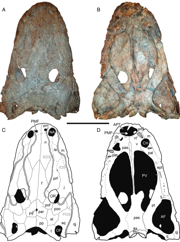 FIGURE 2. The holotype specimen of Cyclotosaurus naraserluki, MGUH.VP 9522. A, C, photograph and interpretative drawing of dorsal view; B, D, photograph and interpretative drawing of ventral view