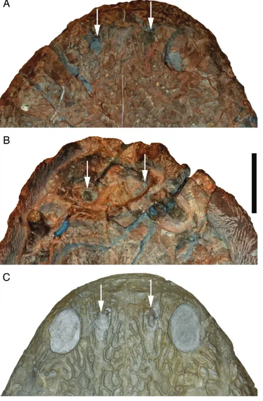 FIGURE 4. Close-up views of the premaxil- premaxil-lary foramina (highlighted by white arrows) in cyclotosaurids
