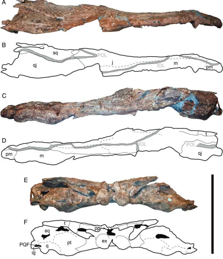 FIGURE 5. The holotype specimen of Cyclotosaurus naraserluki, MGUH.VP 9522. A, B, photograph and interpretative drawing of right lateral view; C, D, photograph and interpretative drawing of left lateral view; E, F, photograph and interpretative drawing of 