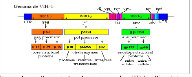 Figura  1  -  Representação  do  genoma  de  VIH-1.  Disponível  em: 