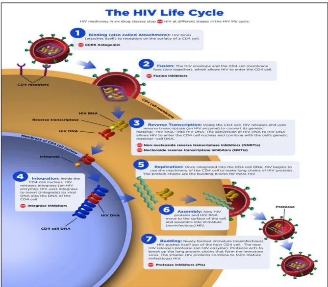 Figura 2 - Ciclo de replicação de VIH. Retirado de: National Institute of Allergy and  Infectious Diseases