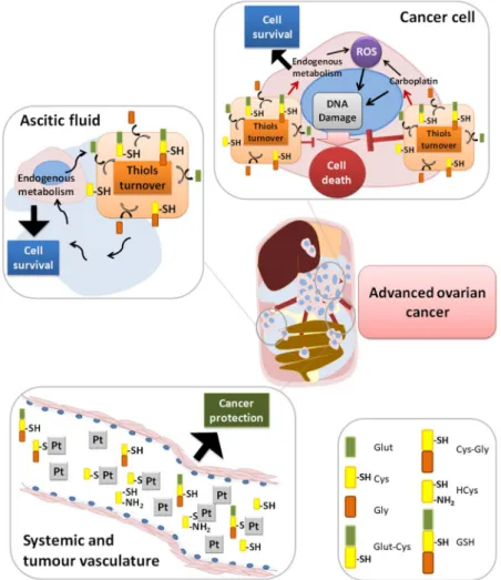 Figure 9.  Role of cysteine in cells response to carboplatin and hypoxia adaptation. In cancer cells, cysteine  allows adaptation to an adverse hypoxic microenvironment acting as a redox buffer, and to platinum-based  chemotherapy as sulphur rapidly binds 