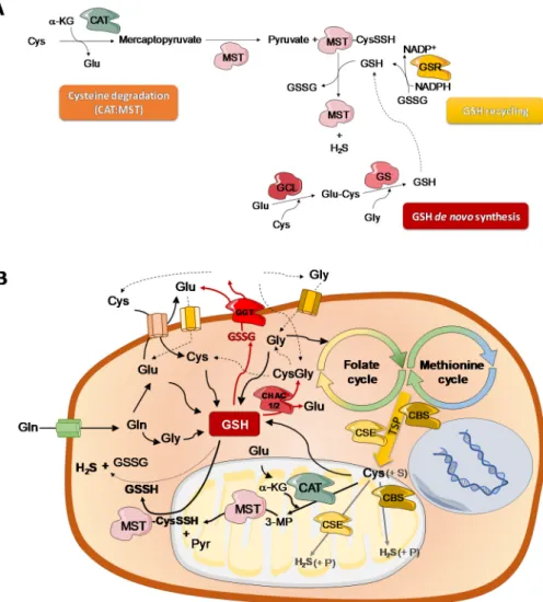 Figure 3. Interdependence of CAT:MST axis, glutathione (GSH) bioavailability and cysteine  metabolism