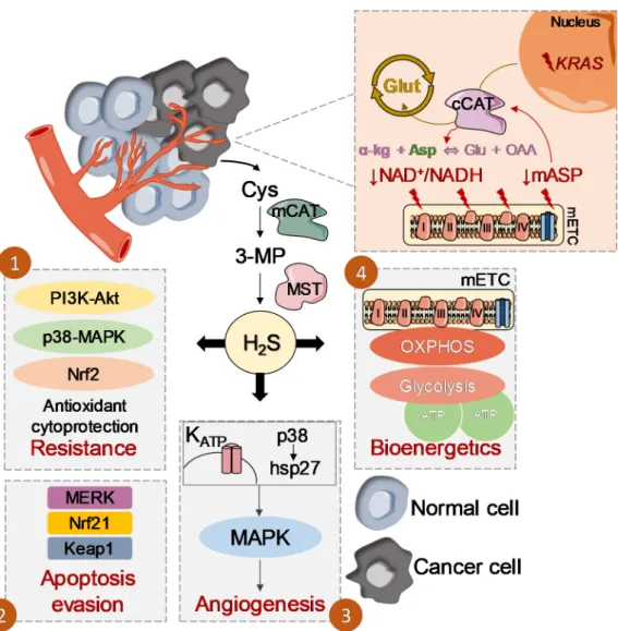 Figure 1. Role of the glutamate oxaloacetate transaminases:3-mercaptopyruvate sulfurtransferase  (CAT:MST) axis in promoting and sustaining cancer