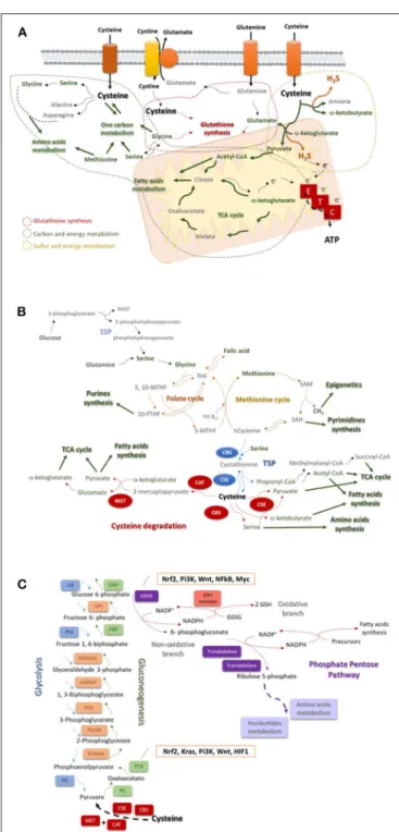 FIGURE 1 | Cysteine is a core player in the cellular metabolism. (A) Cysteine is imported as cystine or as cysteine