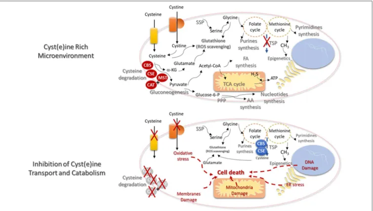FIGURE 2 | Cysteine transport and catabolism ensures cell functioning- new cues on metabolism based therapies