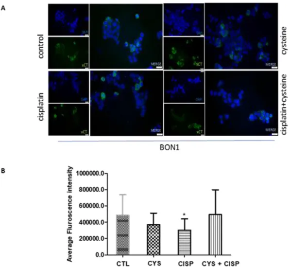 Figure 4.3- Cysteine, cisplatin, cysteine combined with cisplatin do not affect xCT protein levels,  in BON-1 cell lines