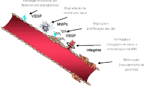Figura I.3 – P ROCESSO ANGIOGÉNICO .  A angiogénese inicia-se com um aumento da quantidade de factores pró- pró-angiogénicos como o VEGF, que estimulam a activação de CEs, remoção de pericitos e a degradação da membrana  basal  por  proteinases,  como  as 
