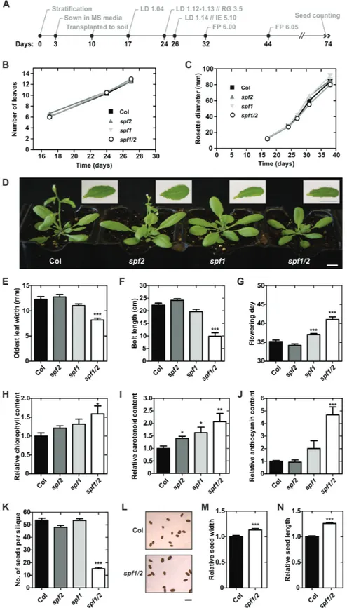Fig. 6.  Developmental characterization of Arabidopsis wild-type Col-0, and the spf1, spf2, and spf1/2 mutants