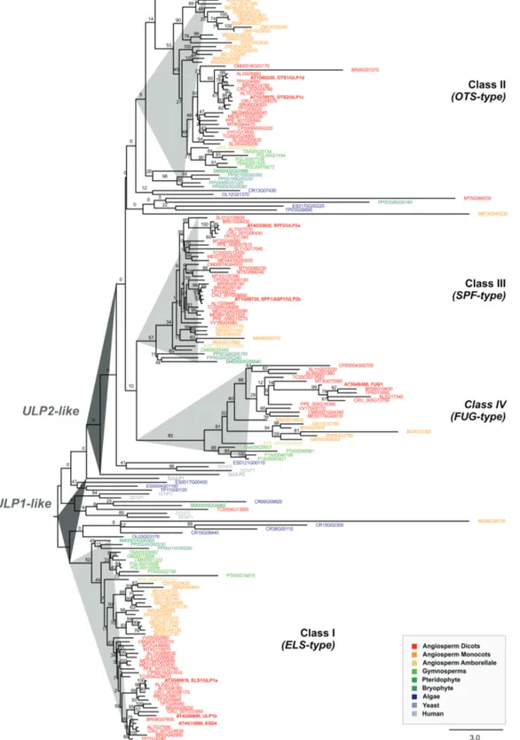 Fig. 1.  Phylogenetic analysis of the plant ubiquitin-like protease (ULP) family. The phylogenetic reconstruction includes ULPs present in representative  plant genomes, as well as human SENPs and yeast (Saccharomyces cerevisiae) ULPs