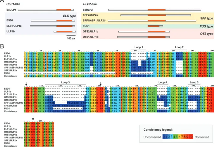 Fig. 2.  Topological analysis of the plant ULP proteins. (A) Schematic representation of Arabidopsis and yeast ULP protein topology with the catalytic  domain highlighted in orange