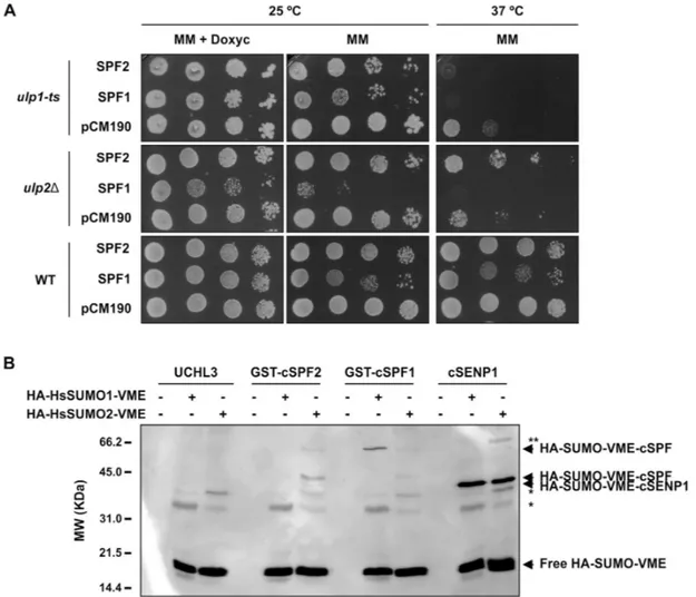 Fig. 3.  SUMO protease activity analysis of SPF1 and SPF2 by yeast complementation assays and reactivity of SPF1/2 catalytic domains towards human  SUMO (HsSUMO) vinyl methyl ester (VME) probes