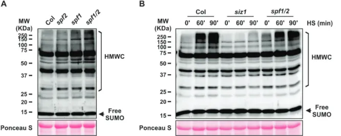 Fig. 4.  Immunoblot analysis of high molecular weight SUM1 conjugates (HMWC) in Arabidopsis wild-type Col-0 and SPF mutants