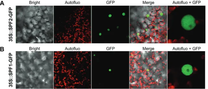 Fig. 5.  Subcellular localization of Arabidopsis SPF1 and SPF2. SPF2 (A) and SPF1 (B) were N-terminally fused to GFP and transiently expressed  in N. benthamiana leaves