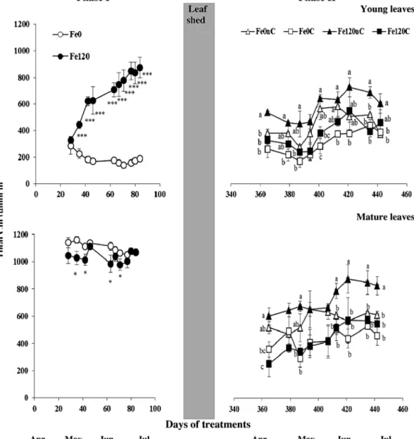 Fig. 1. Variation of total leaf chlorophyll (Chl; mean ± standard error) in young apical leaves and basal leaves in two phases: nutrient solution phase (phase I) and soil phase (phase II)