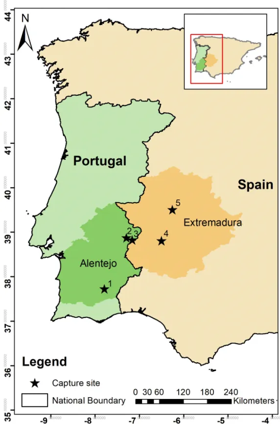Fig 2. Location of the five study sites where 17 male little bustards were captured, tagged and tracked in the regions of Alentejo and Extremadura (darker shade) in Portugal (green) and Spain (orange) respectively, during the display seasons (April and May