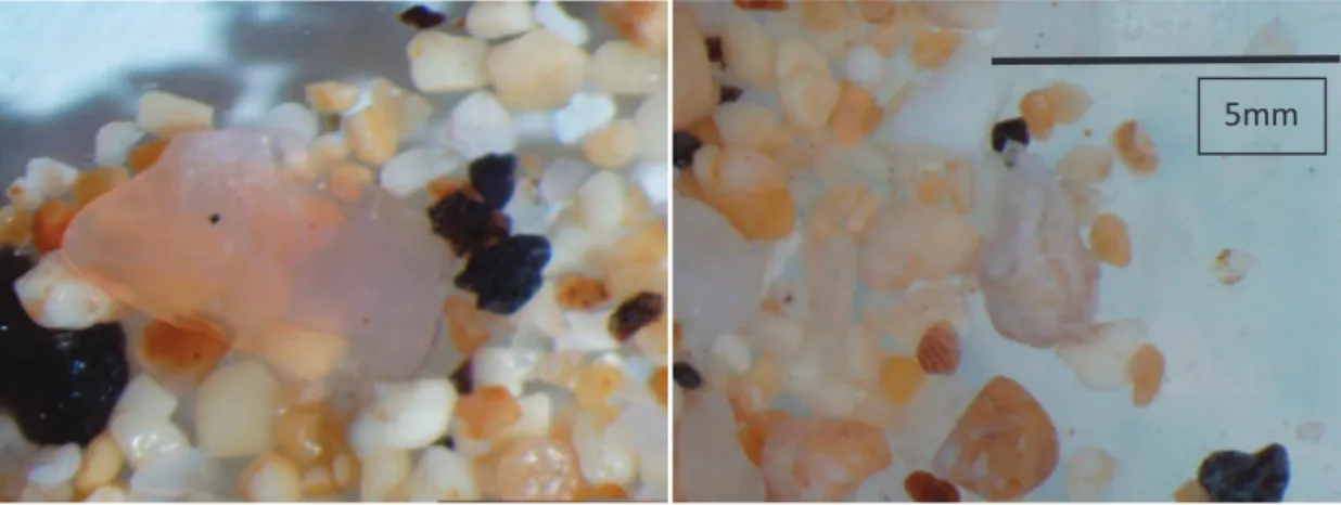 Figura 6. Observação na lupa Olympus dos grãos de Aragonite à esquerda, a amostra de areia A e à direita, B