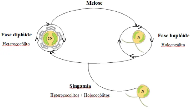 Figura 3 - Ciclo de vida do cocolitóforo. Os círculos à volta das fases diplóide e  haplóide indicam mitose ou reprodução assexuada