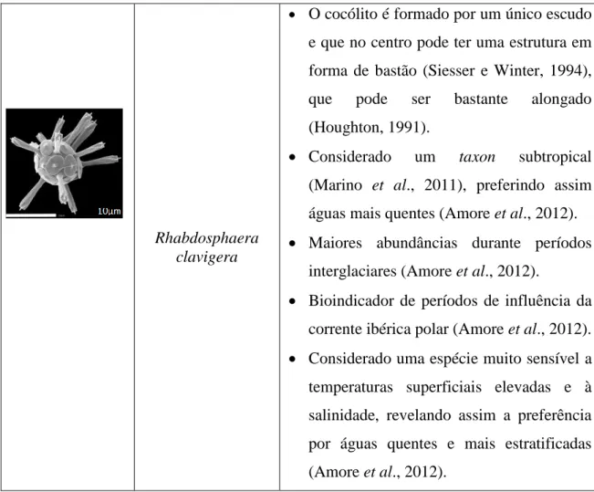 Figura 4 - Calcidiscus leptoporus s.l.. A figura A corresponde à visualização em  microscopia com nicóis cruzados, em que é possível ver o escudo distal e o escudo 