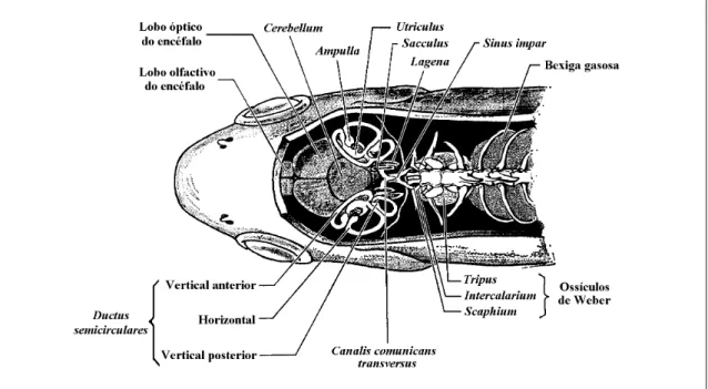 Fig. 3.2 – Representação esquemática de um corte na cabeça de um peixe da família Cyprinidae, mostrando a posição do labirinto membranoso (adaptado de Lagler et al., 1977).