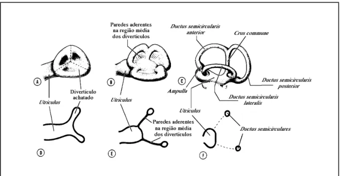 Fig. 3.4 – Representação esquemática do desenvolvimento dos ductus semicirculares na extremidade distal do utriculus (apenas a pars superior se encontra representada)