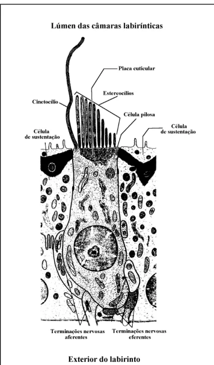 Fig. 3.5 – Representação esquemática de uma célula neuroepitelial (célula pilosa) labiríntica, rodeada por duas células de sustentação (adaptado de Bloom &amp; Fawcett, 1973).