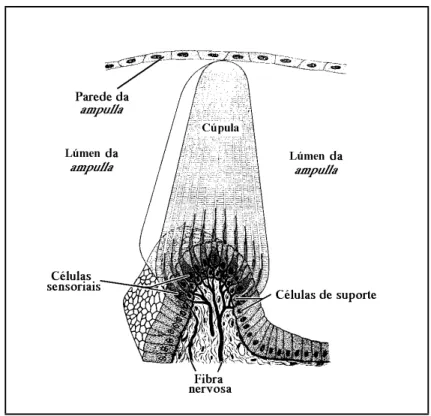 Fig. 3.6 – Representação esquemática da estrutura histológica de uma crista ampullaris (adaptado de Junqueira &amp; Carneiro, 1982).