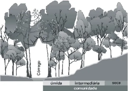 Figura  5  -  Representação  esquemática  da  Mata  de  Galeria  não inundável  do  córrego  do  Pitoco (Reserva Ecológica do IBGE), caracterizando as comunidades vegetais formadas no  gradiente topográfico (Parron 2004)