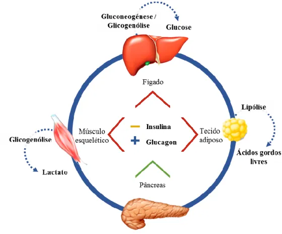 Figura 4 - Representação esquemática dos efeitos das catecolaminas na mobilização  de energia no fígado, no tecido adiposo e no músculo esquelético