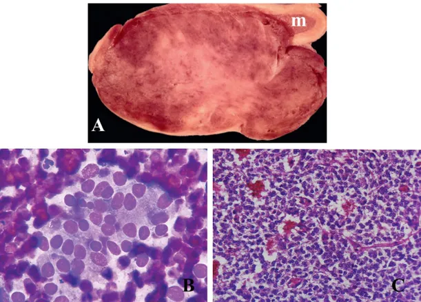 Figura  6  -  Feocromocitoma.  A  –  Feocromocitoma  de  grandes  dimensões  num  cão  com  um  remanescente de medula adrenal normal (m) (Rosol &amp; Gröne, 2016)