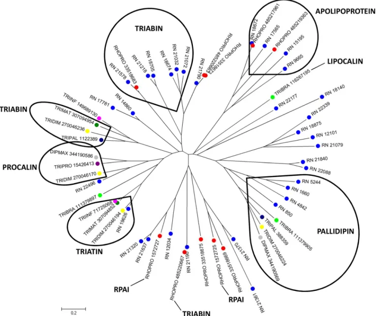 Fig 1. Phylogram of lipocalin containing triabin domain from R. neglectus SG transcriptome