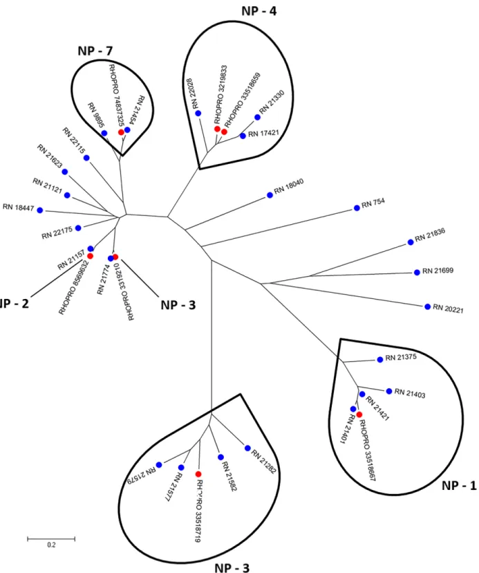 Fig 2. Phylogram of lipocalin containing nitrophorin domain from R. neglectus SG transcriptome