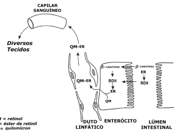 Figura 6. Absorção do β-caroteno e do retinol pelos enterócitos. O β-caroteno absorvido pode  ser  clivado  a  retinol