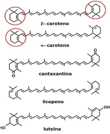 Figura  8.  Anel  de  β-ionona  (circulados)  de  alguns  dos  carotenoides  presentes  na  dieta