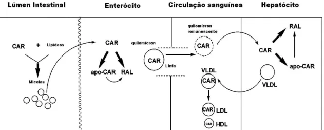 Figura 9. Absorção, metabolismo e transporte de carotenoides. CAR, carotenoides; apo-CAR,  apocarotenoides; RAL, retinal; VLDL, very low density lipoprotein; LDL, low density lipoprotein; 