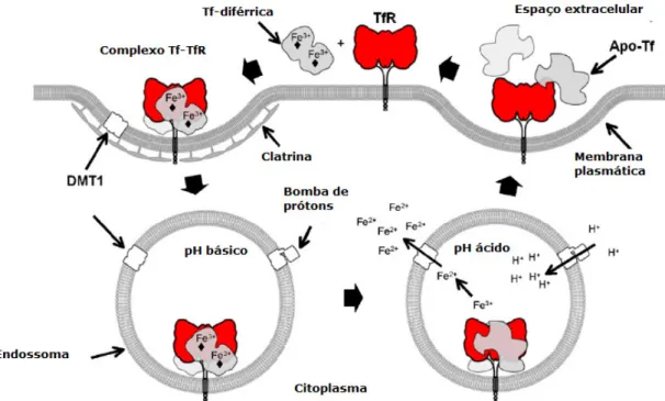 Figura 12. Recepção celular de ferro via transferrina – receptor de transferrina. TfR, receptor de  transferrina; Tf, transferrina; Apo-Tf, apotransferrina; DMT1, transportador de metal divalente 1