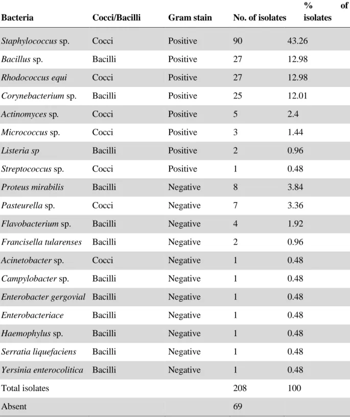 Table  1  -  Bacteria  isolated  from  the  conjunctival  fornix  of  healthy  equine  eyes,  living  in  Brasília