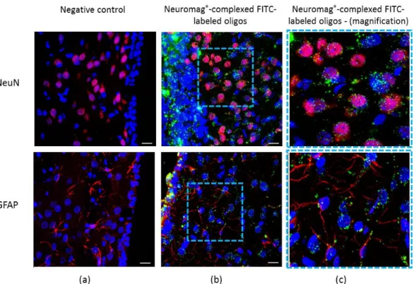 Figure 1. Magnetofection of striatal cells by fluorescein isothiocyanate (FITC)-labeled oligonucleotides complexed with Neuromag ® 