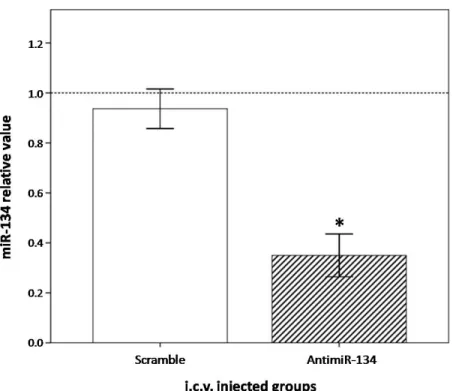 Figure  2.  Knocking  down  on  striatal  miR-134  by  Neuromag-complexed  AntimiR-134  oligos